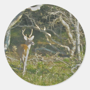 Whitetail Hjort Buck OBX Stickers Runt Klistermärke