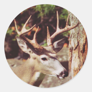 Whitetail Hjort (Buck) Runt Klistermärke