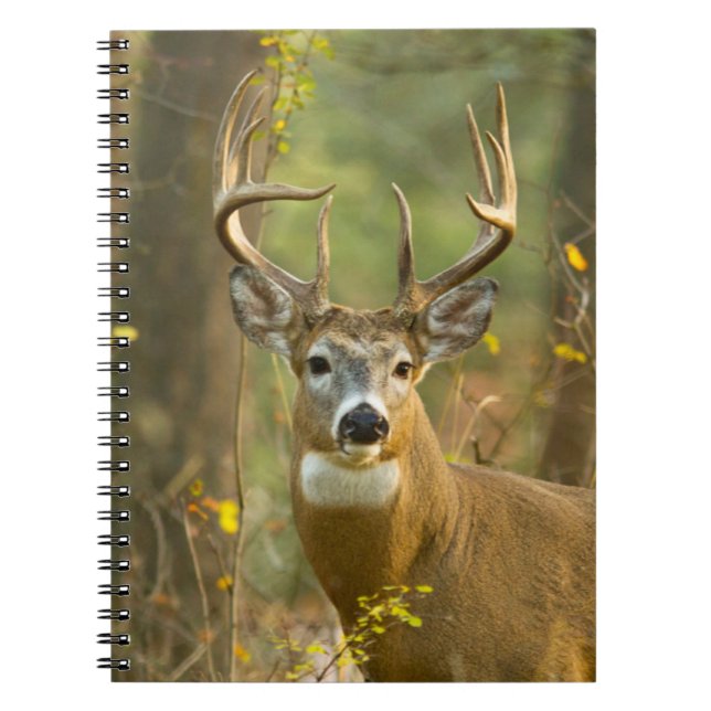 Whitetail Hjort Buck | Vitfisk, Montana Anteckningsbok (Framsidan)