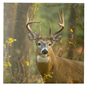 Whitetail Hjort Buck   Vitfisk, Montana Kakelplatta