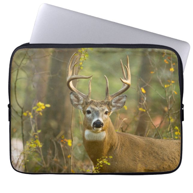 Whitetail Hjort Buck | Vitfisk, Montana Laptop Fodral (Framsidan)