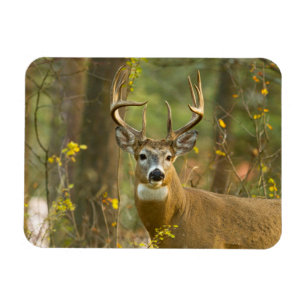 Whitetail Hjort Buck   Vitfisk, Montana Magnet