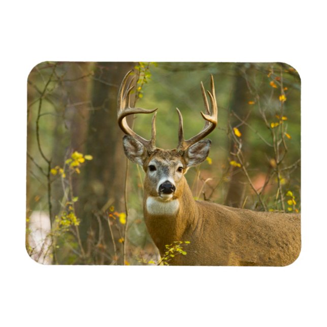 Whitetail Hjort Buck | Vitfisk, Montana Magnet (Horisontell)