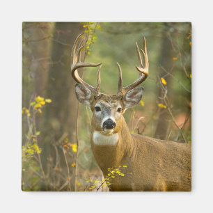 Whitetail Hjort Buck   Vitfisk, Montana Magnet