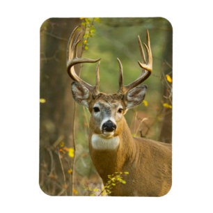 Whitetail Hjort Buck   Vitfisk, Montana Magnet