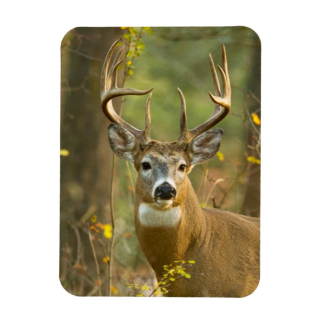 Whitetail Hjort Buck | Vitfisk, Montana Magnet (Vertikal)