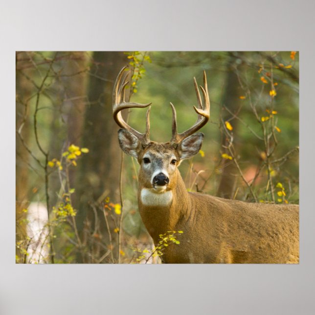 Whitetail Hjort Buck | Vitfisk, Montana Poster (Framsidan)