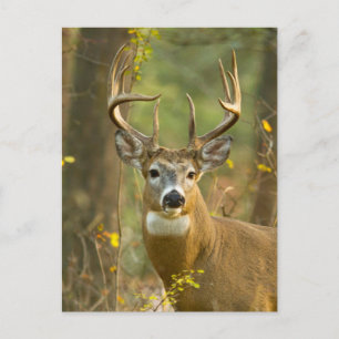 Whitetail Hjort Buck   Vitfisk, Montana Vykort