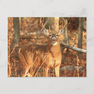 Whitetail Hjort Buck Vykort
