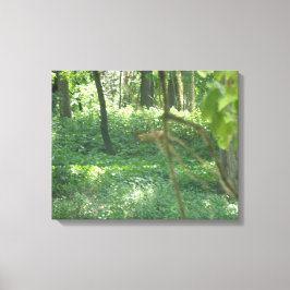 Whitetail hjort canvastryck