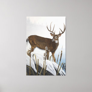 Whitetail hjort canvastryck
