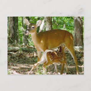 Whitetail Hjort - Doe and Fawn Postcard Vykort
