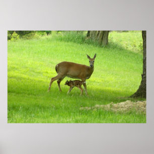 WhiteTail Hjort (Doe and Fawn) Poster