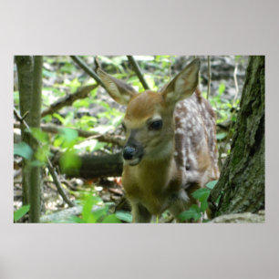 Whitetail Hjort Fawn (i Skogen) Poster