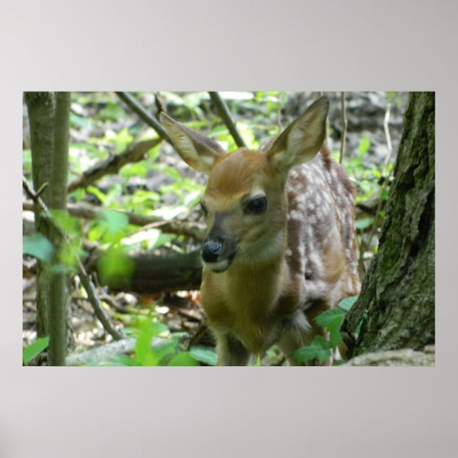 Whitetail Hjort Fawn (i Skogen) Poster (Framsidan)