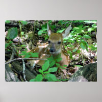 Whitetail Hjort Fawn i Skogen Poster