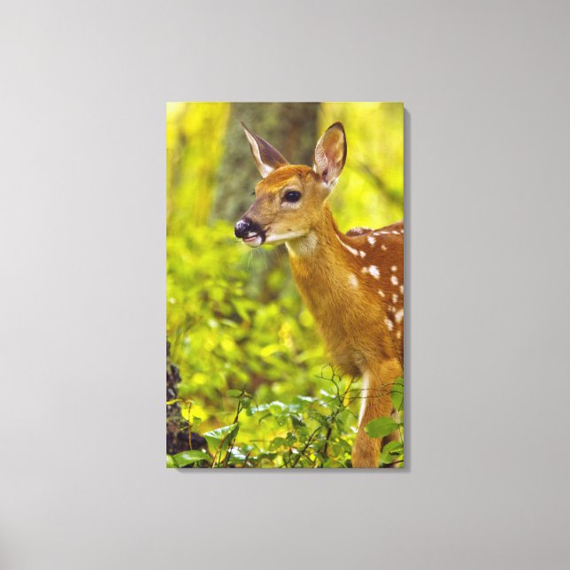 Whitetail hjort fawn in Whitefish, Montana, USA Canvastryck (Framsida)