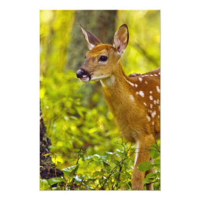 Whitetail hjort fawn in Whitefish, Montana, USA Fototryck (Framsidan)