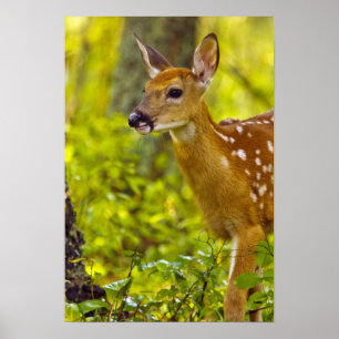 Whitetail hjort fawn in Whitefish, Montana, USA Poster