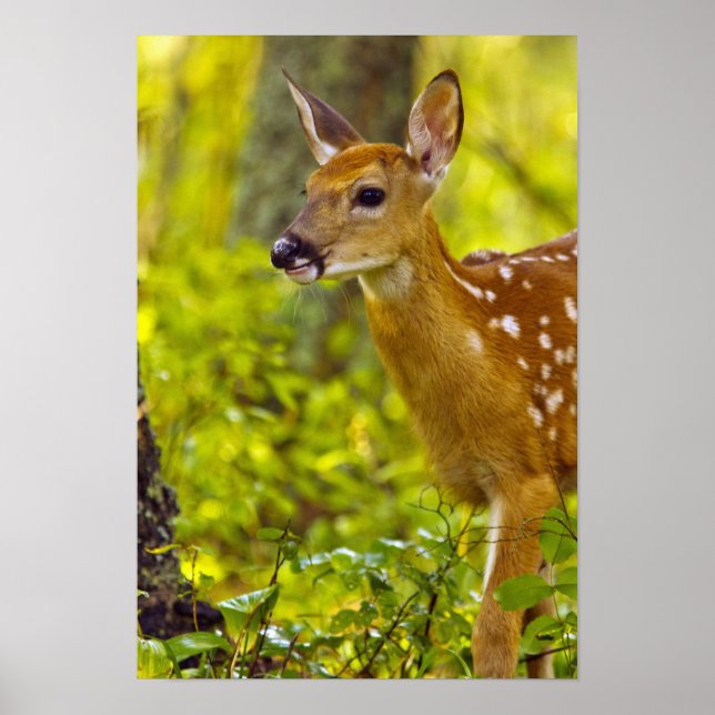 Whitetail hjort fawn in Whitefish, Montana, USA Poster (Framsidan)