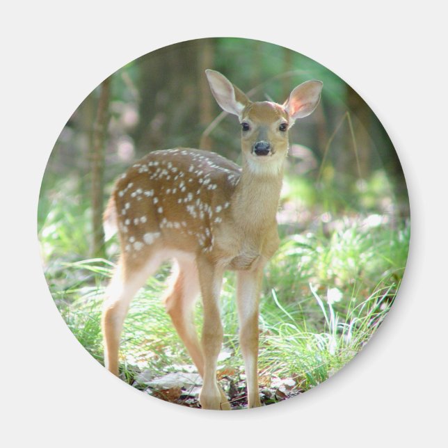 Whitetail Hjort Fawn Magnet (Framsidan)
