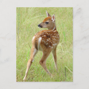 Whitetail Hjort Fawn Postcard 6 Vykort