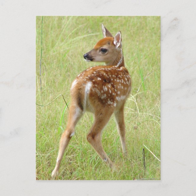 Whitetail Hjort Fawn Postcard 6 Vykort (Framsida)