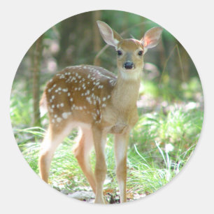 Whitetail Hjort Fawn Sticker Runt Klistermärke