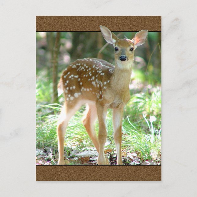 Whitetail Hjort Fawn vycard Vykort (Framsida)