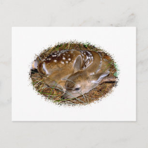 Whitetail Hjort Fawn Vykort