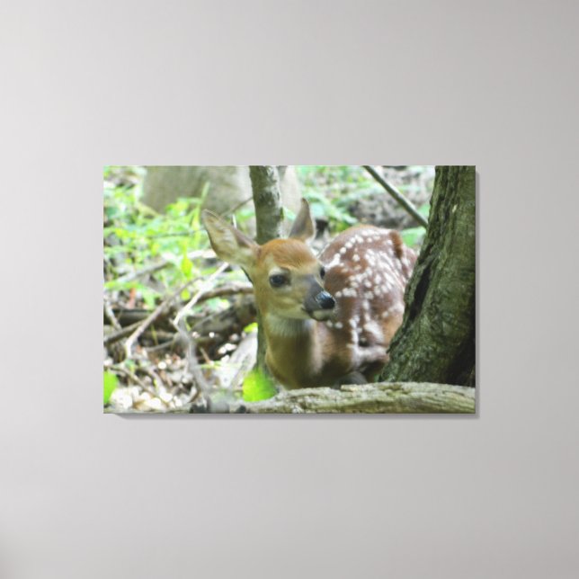 Whitetail Hjort Fawn (Wrapped Canvas Print) (Framsida)