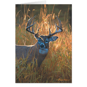 Whitetail Hjort Hälsningskort