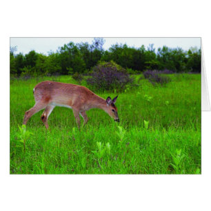 Whitetail Hjort Hälsningskort