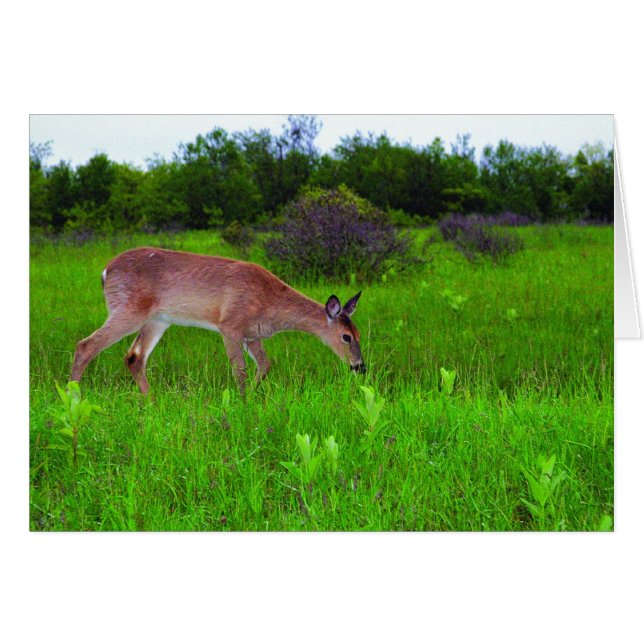 Whitetail Hjort Hälsningskort (Framsidan Horizontal)