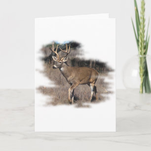 Whitetail hjort i fält kort
