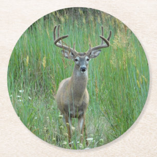 Whitetail Hjort i Meadow Papper Underlägg Rund