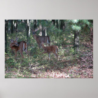 Whitetail Hjort i poconos. print 0200 Poster