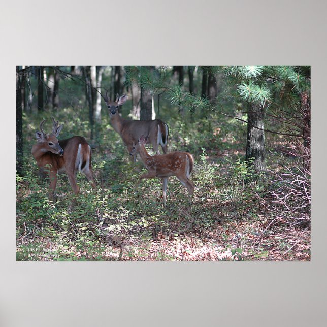 Whitetail Hjort i poconos. print 0200 Poster (Framsidan)