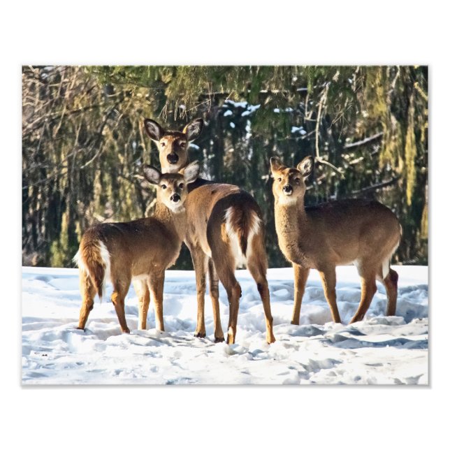 Whitetail Hjort i Snö Fototryck (Framsidan)