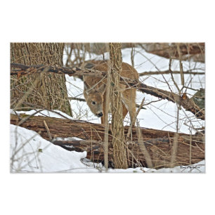 Whitetail Hjort i Snö Fototryck