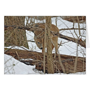 Whitetail Hjort i Snö Hälsningskort