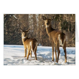 Whitetail Hjort i Snö Hälsningskort