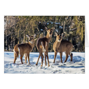 Whitetail Hjort i Snö Hälsningskort
