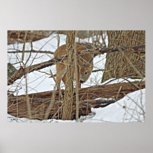 Whitetail Hjort i Snö Poster