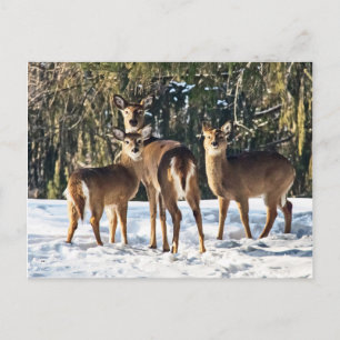 Whitetail Hjort i Snö Vykort