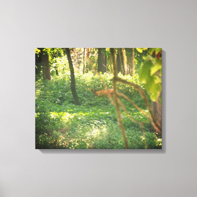 Whitetail hjort kanvastryck (Framsida)