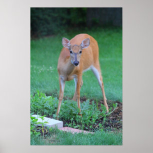 Whitetail hjort, Ohio Poster