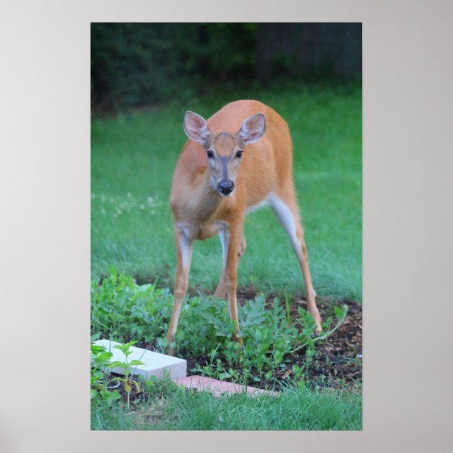 Whitetail hjort, Ohio Poster (Framsidan)