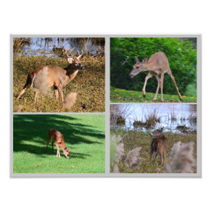 Whitetail Hjort Photo Collage Fototryck