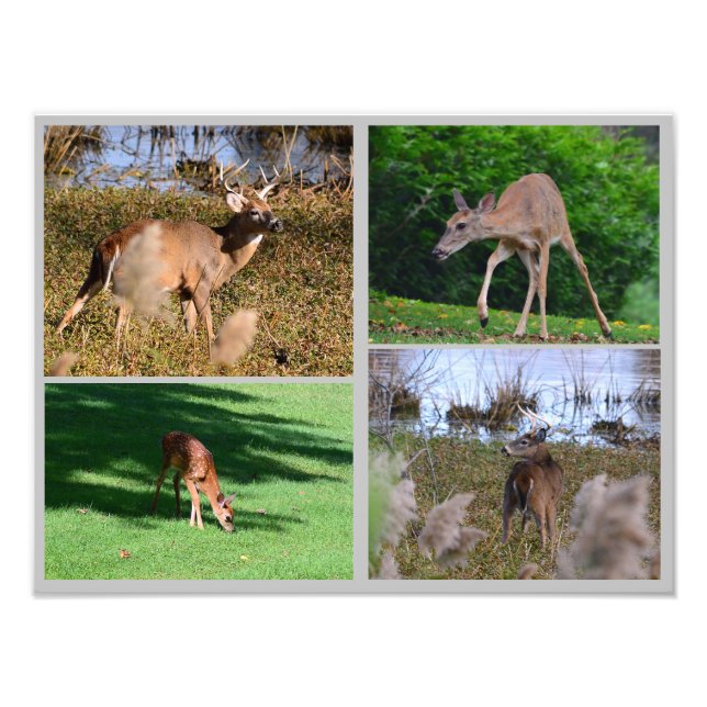 Whitetail Hjort Photo Collage Fototryck (Framsidan)